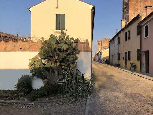 La foto dei fichi d'India presenti a Montagnana in un vicolo vicino alle mura.